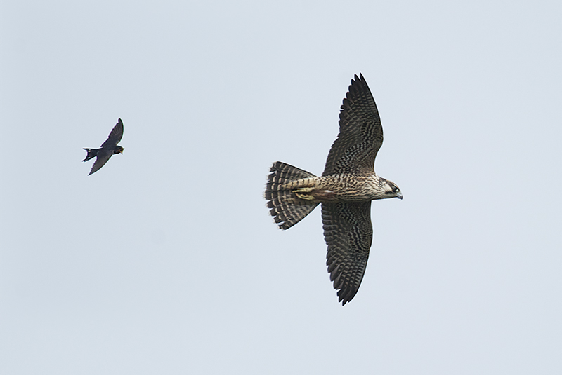 Låvesvale og Vandrefalk - Swallow and Peregrine Falcon.jpg